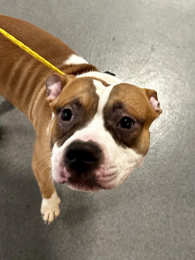 DI 84 Zepplin, Adoptable, Young Male Pit Bull Terrier.