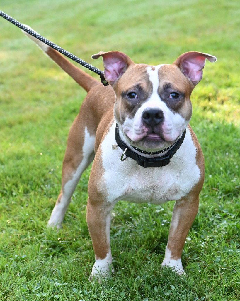 DI 84 Zepplin, a Adoptable Pit Bull Terrier in Glen Allen, VA image 2/2