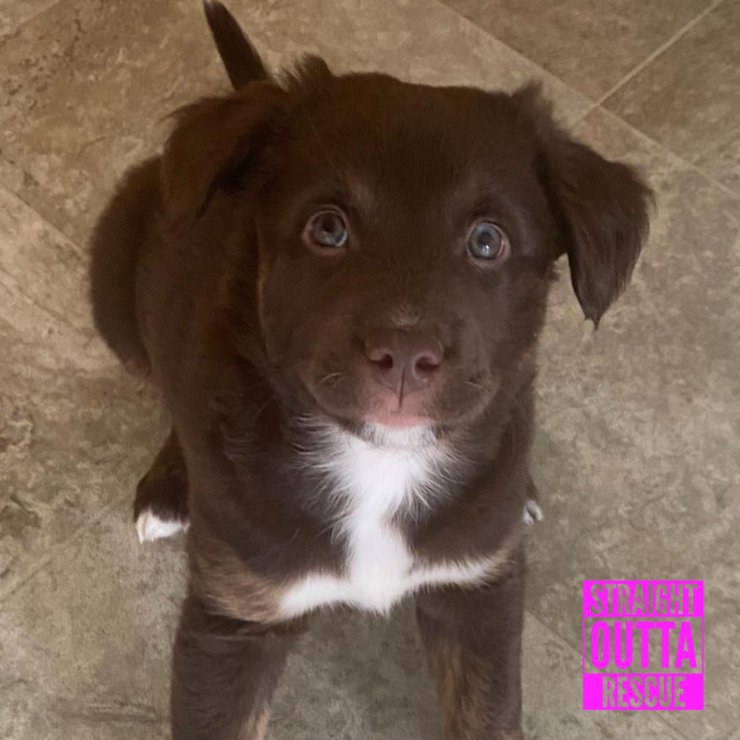 Enlarge Lanta, an adopted mixed breed in Vancouver, BC image 3/6