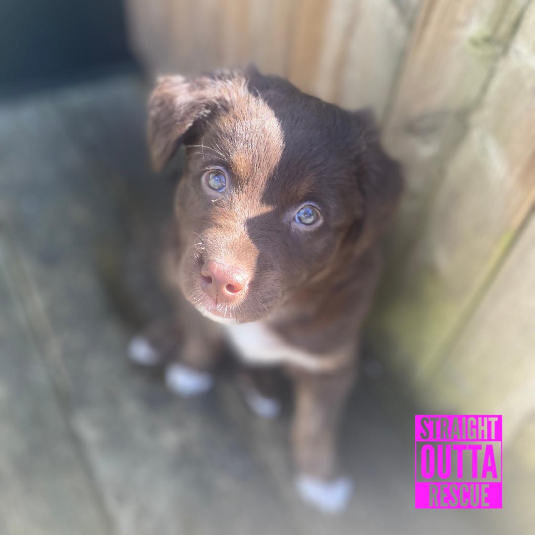 Lanta, adopted, Puppy Female Shepherd.