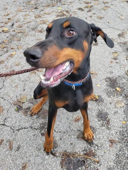 Dutchman, Adoptable, Adult Male Doberman Pinscher & Mixed Breed.