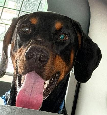 Enlarge Dutchman, a Adoptable mixed breed in Hobart, IN image 2/3