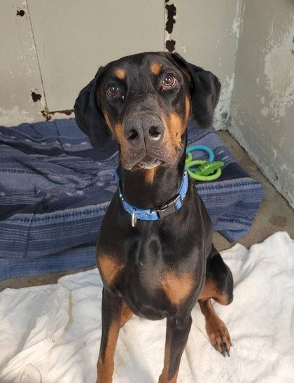 Enlarge Dutchman, a Adoptable mixed breed in Hobart, IN image 3/3