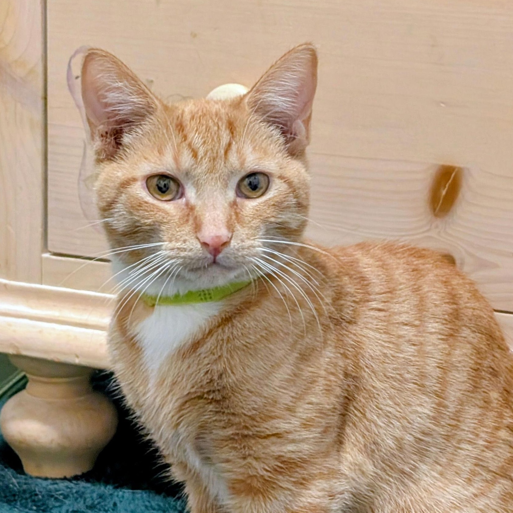 Enlarge Buttercup, a ADOPTABLE Tabby in New York, NY image 5/5