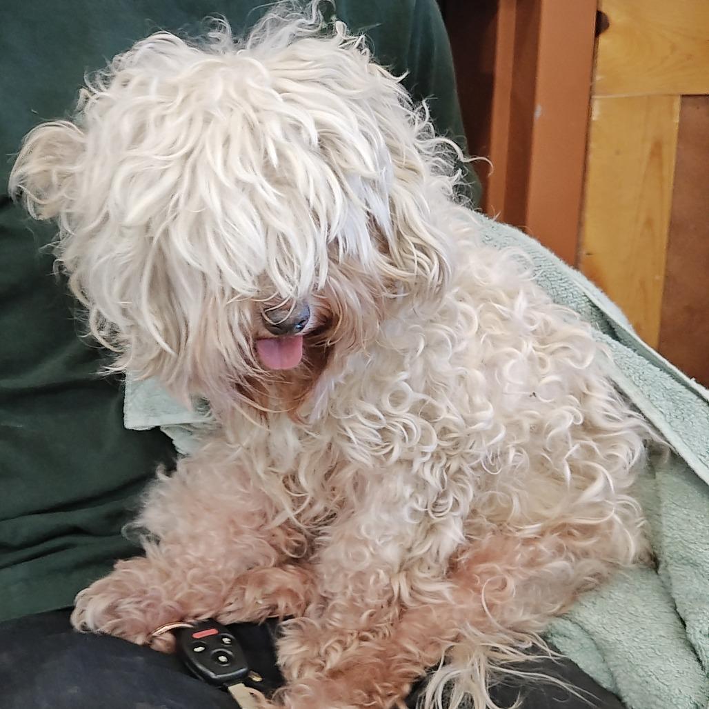 IEPA-Stray-20298, Adoptable, Puppy Female Poodle & Mixed Breed.