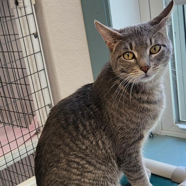 Victor, a ADOPTABLE Domestic Short Hair in Medfield, MA image 2/3