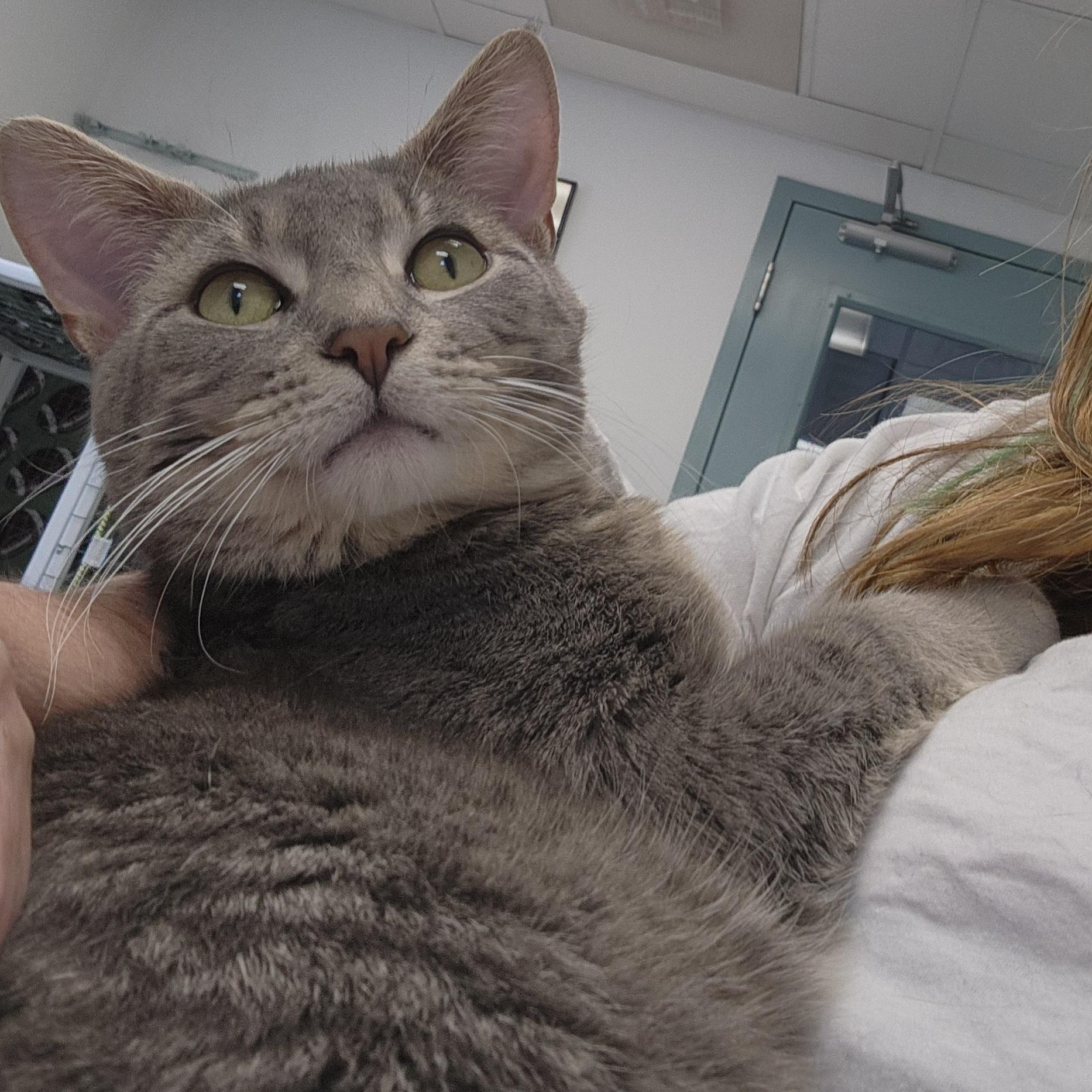 Victor, a ADOPTABLE Domestic Short Hair in Medfield, MA image 3/3