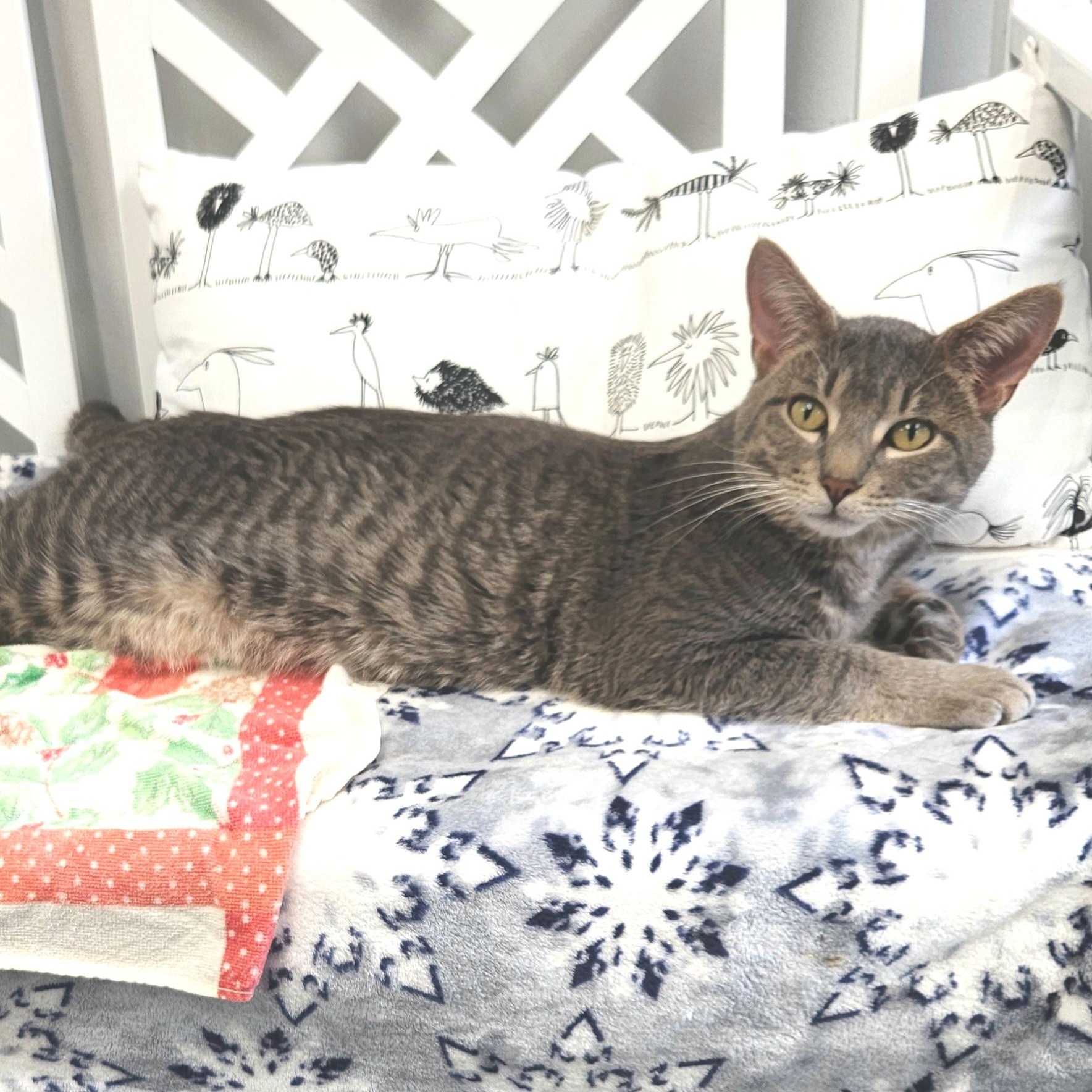 Victor, ADOPTABLE, Young Male Domestic Short Hair.