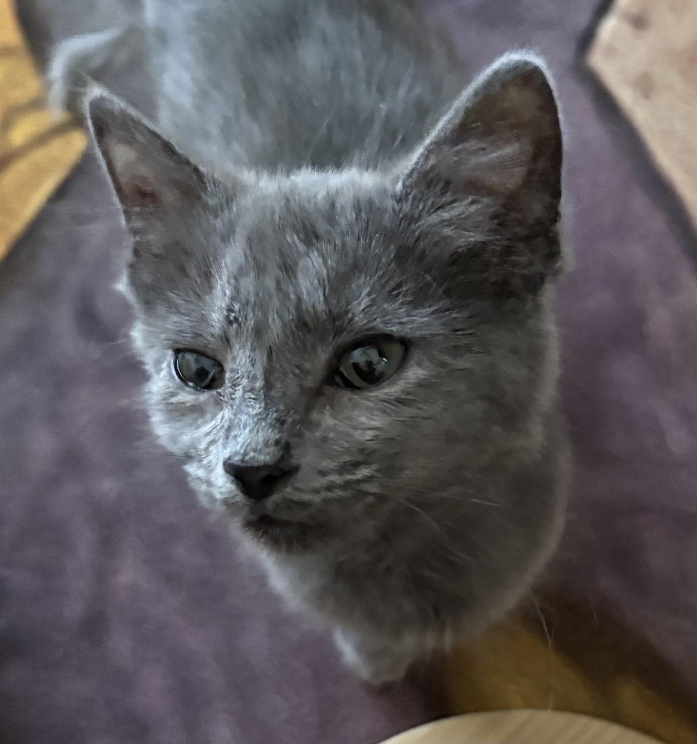 Sassafras, Adopted, Kitten Female Domestic Medium Hair.