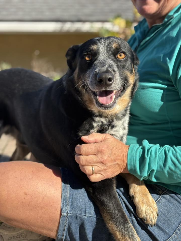 Amos, Adoptable, Adult Male Australian Cattle Dog / Blue Heeler.