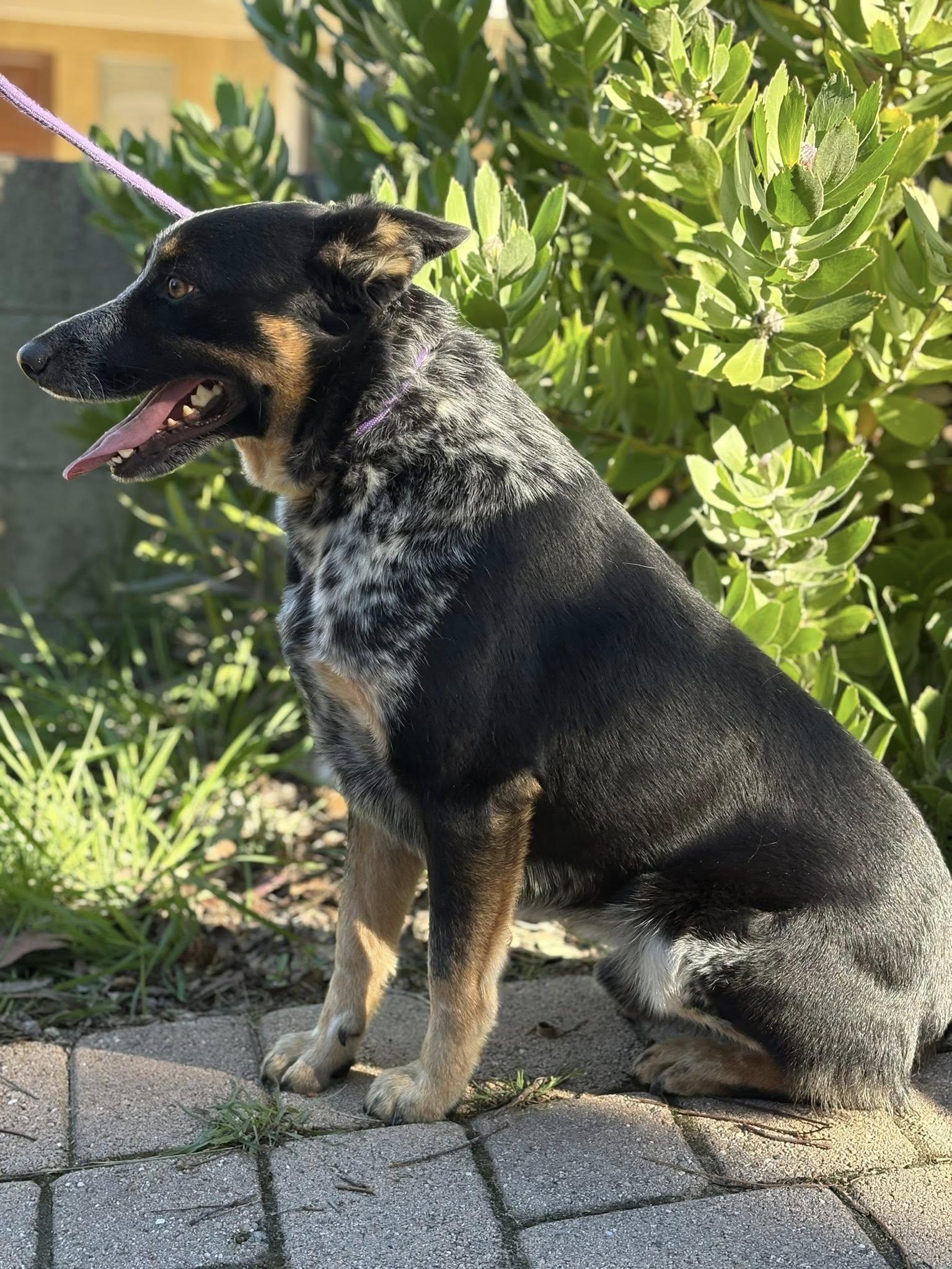 Enlarge Amos, a Adoptable Australian Cattle Dog / Blue Heeler in Paso Robles, CA image 2/3