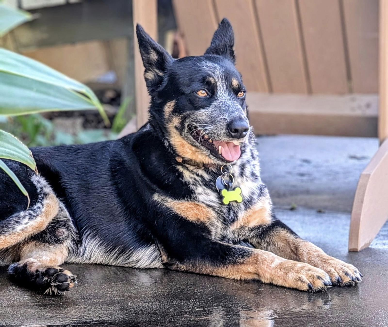 Enlarge Amos, a Adoptable Australian Cattle Dog / Blue Heeler in Paso Robles, CA image 3/3