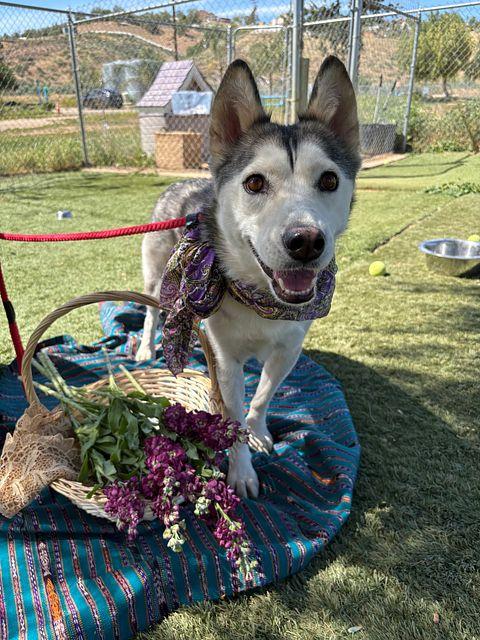 Enlarge Noelle, a ADOPTABLE Husky in Studio City, CA image 2/2