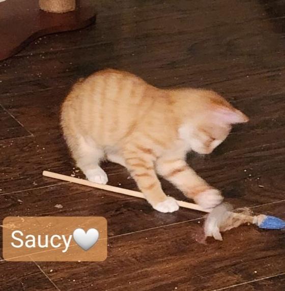 Enlarge Saucy, a Adopted Tabby in Willingboro, NJ image 1/4