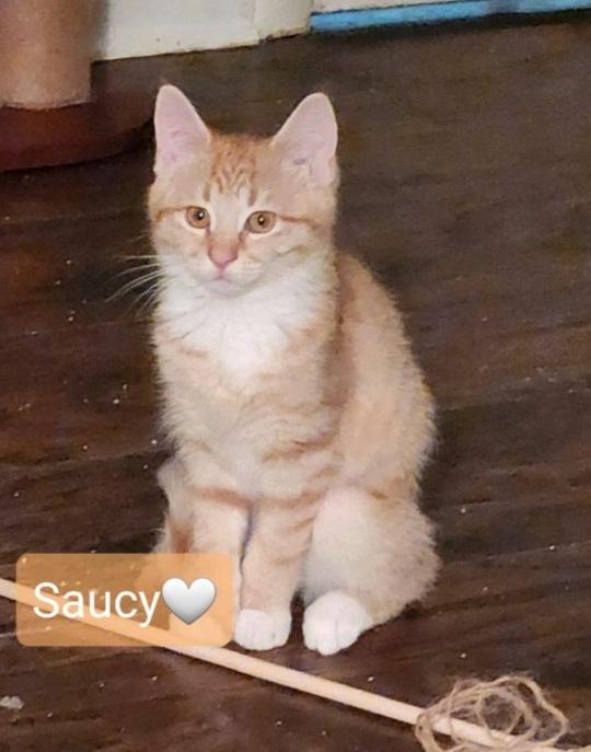 Enlarge Saucy, a Adopted Tabby in Willingboro, NJ image 2/4