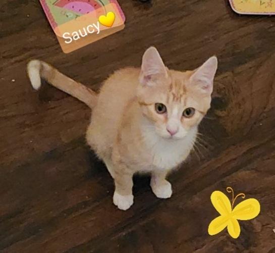 Enlarge Saucy, a Adopted Tabby in Willingboro, NJ image 3/4