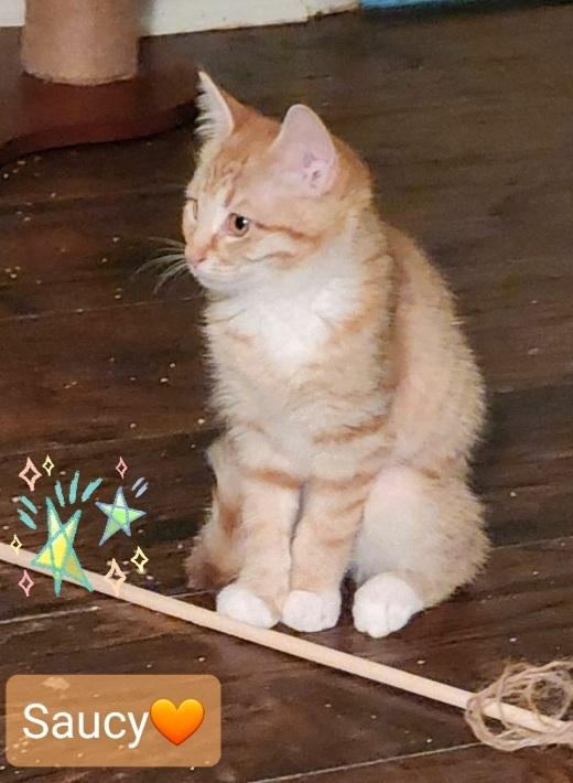 Enlarge Saucy, a Adopted Tabby in Willingboro, NJ image 4/4