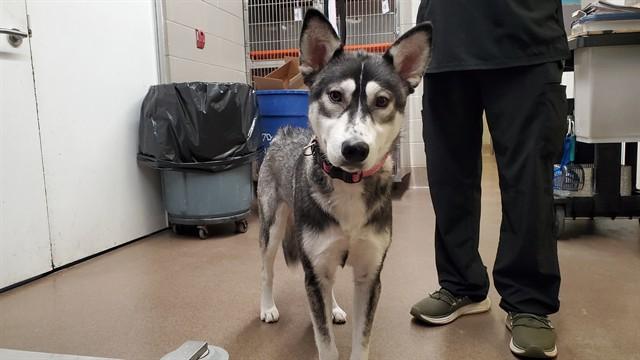 TABASCO, Adoptable, Young Female Husky.