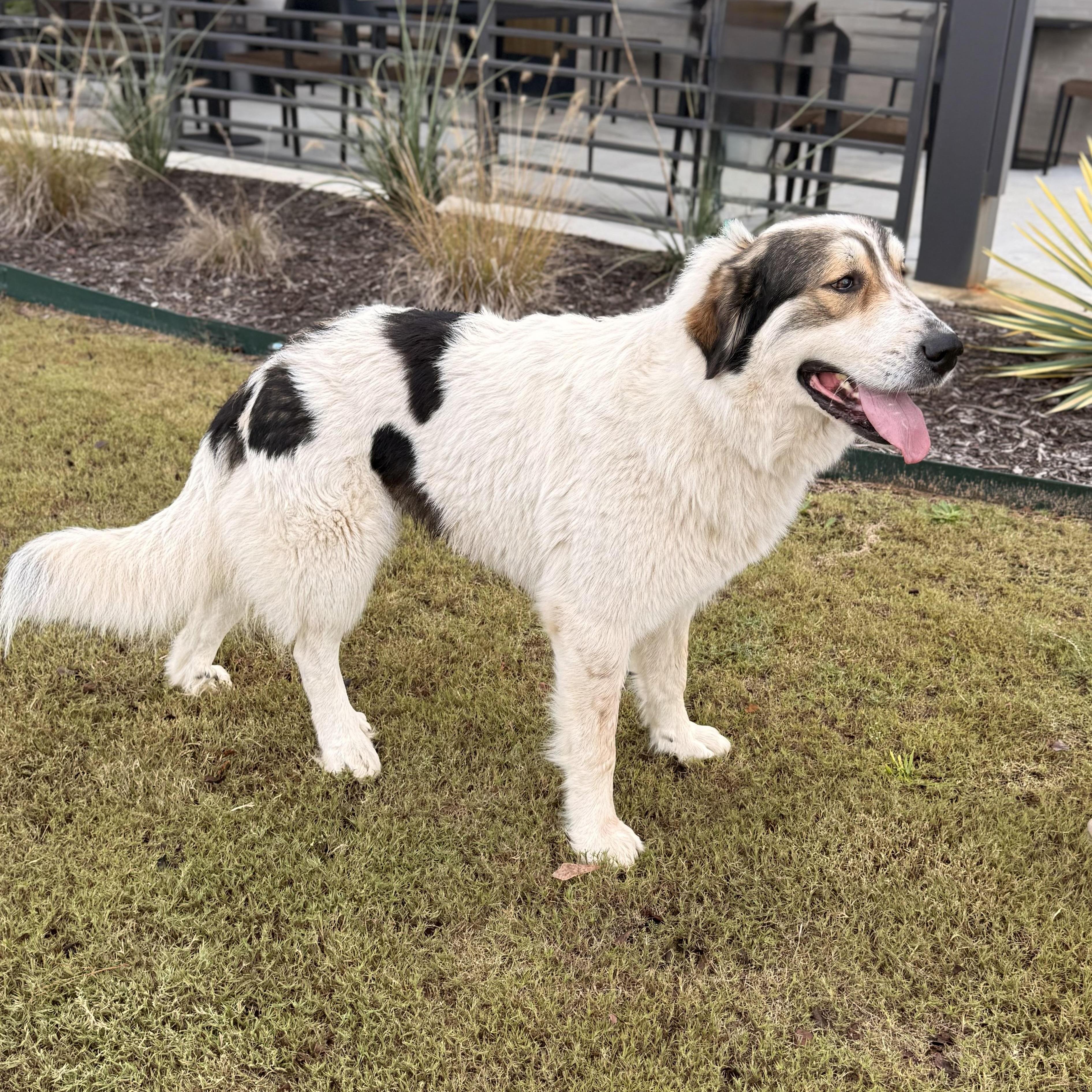 Millie, a Adoptable mixed breed in Davenport, IA image 1/6