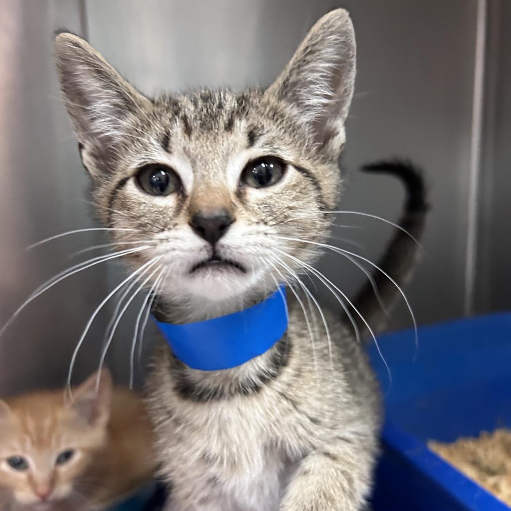 Raj, Adoptable, Kitten Male Domestic Short Hair.