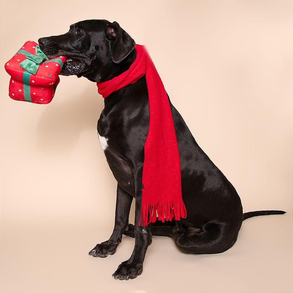 Hoss, Adoptable, Adult Male Great Dane.