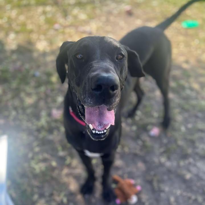 Enlarge Hoss, a Adoptable Great Dane in Milan, IL image 2/6