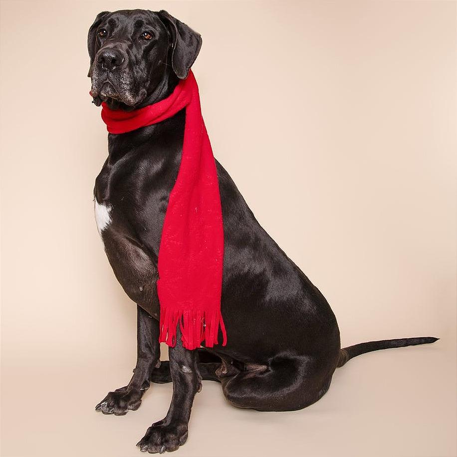 Enlarge Hoss, a Adoptable Great Dane in Milan, IL image 3/6