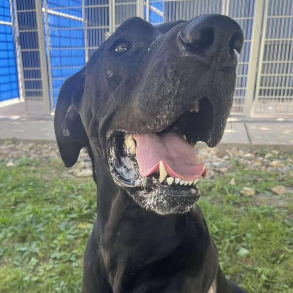 Enlarge Hoss, a Adoptable Great Dane in Milan, IL image 4/6