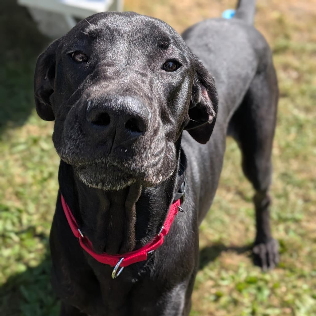 Enlarge Hoss, a Adoptable Great Dane in Milan, IL image 5/6