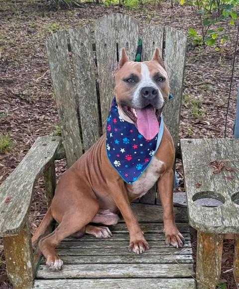 Toby, ADOPTABLE, Adult Male Pit Bull Terrier.