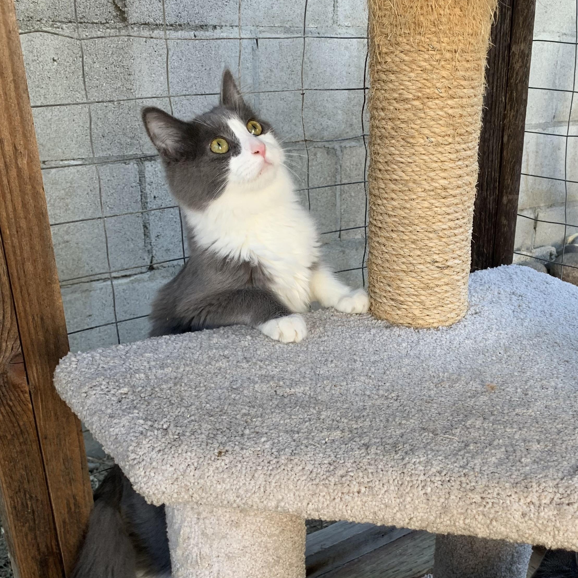 Dayna, a ADOPTABLE mixed breed in Hollister, CA image 3/5