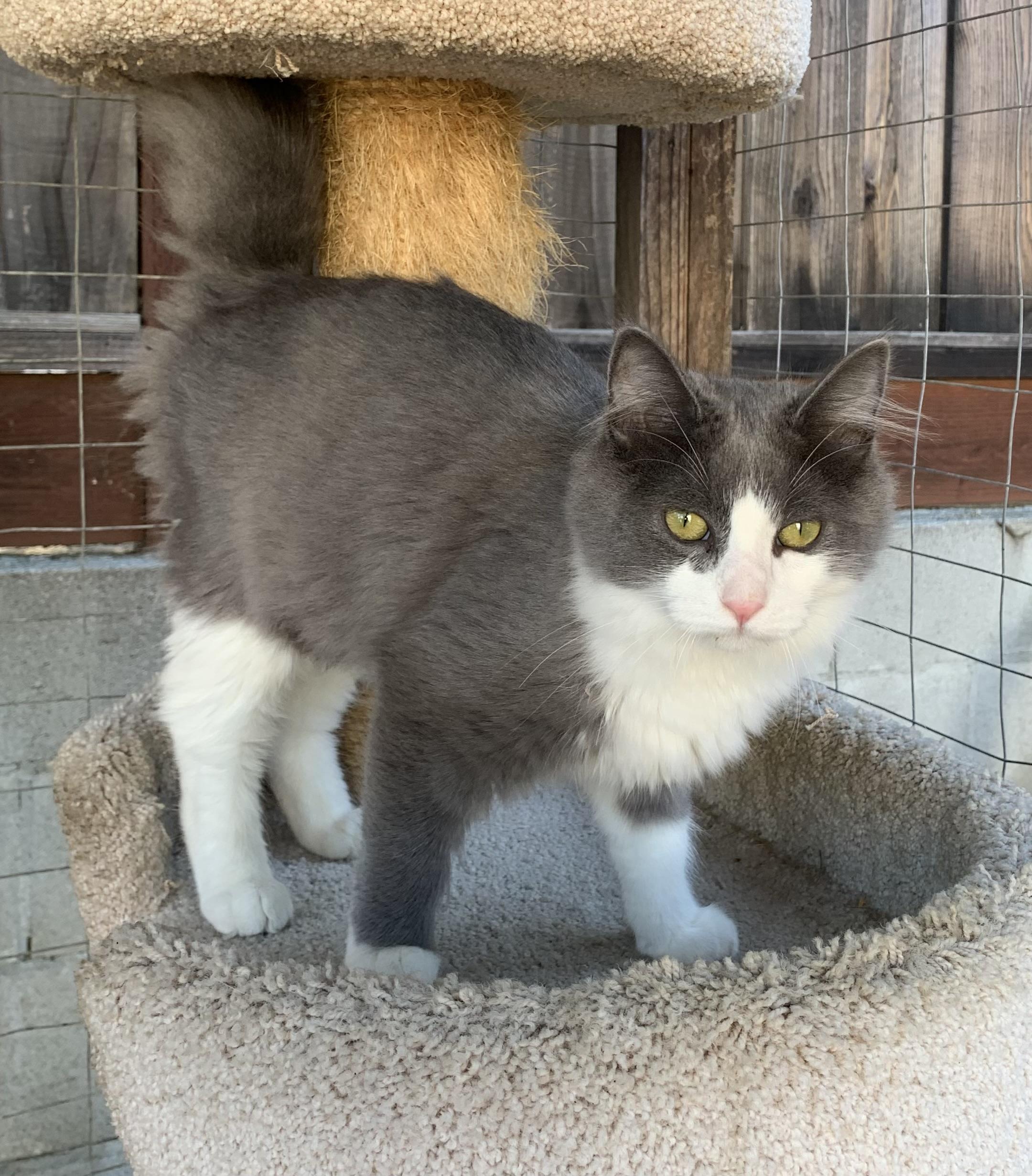 Dayna, a ADOPTABLE mixed breed in Hollister, CA image 2/5