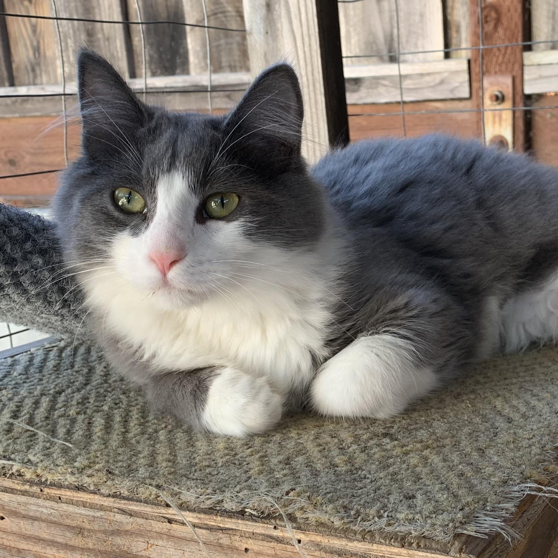 Dayna, ADOPTABLE, Young Female Domestic Medium Hair.