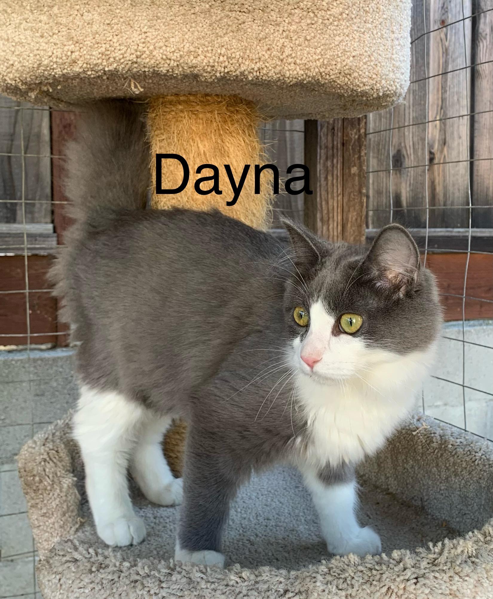 Dayna, a ADOPTABLE mixed breed in Hollister, CA image 4/5