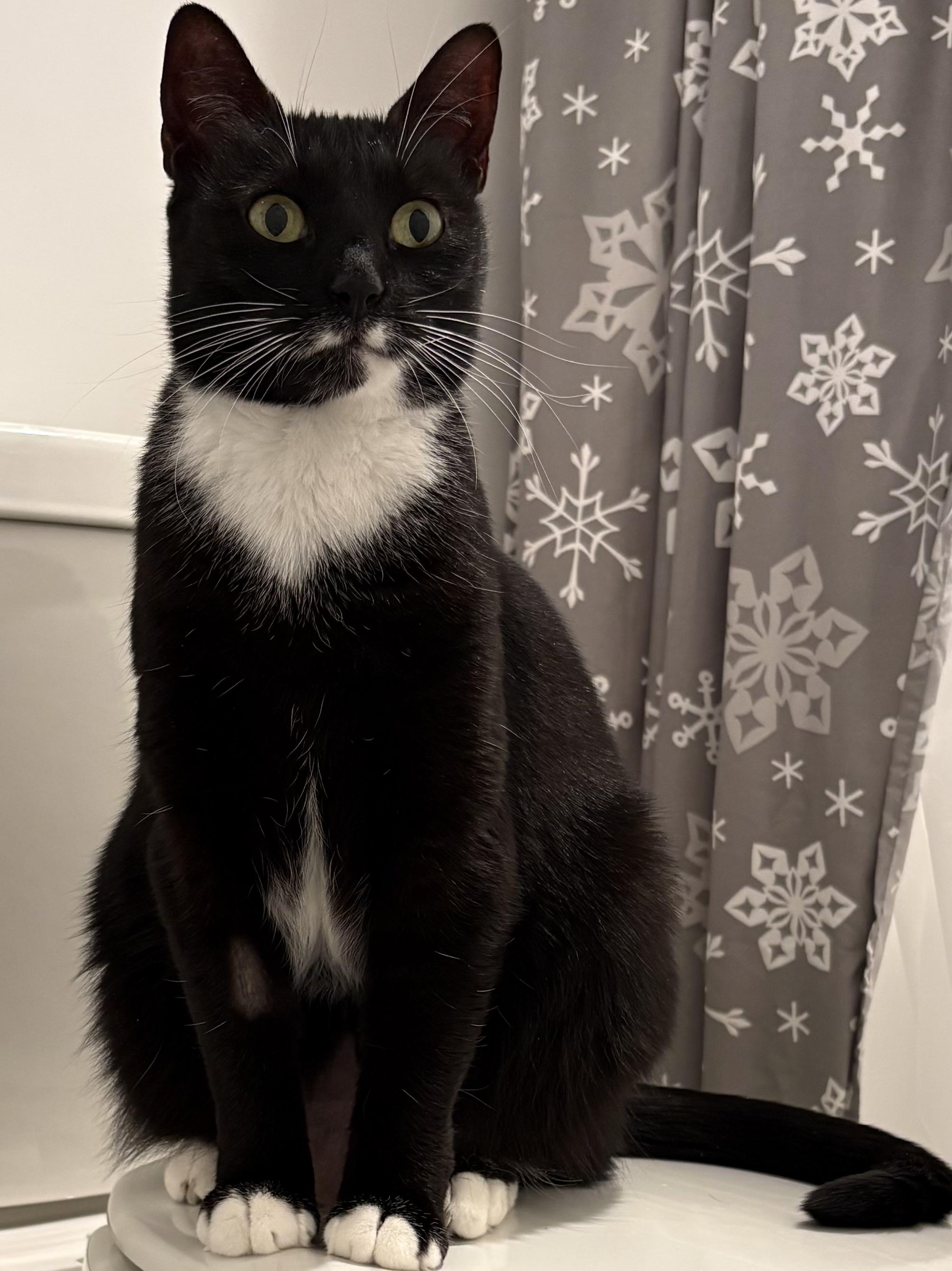 Enlarge Dancer, a ADOPTABLE Domestic Short Hair in Salisbury, MA image 3/6