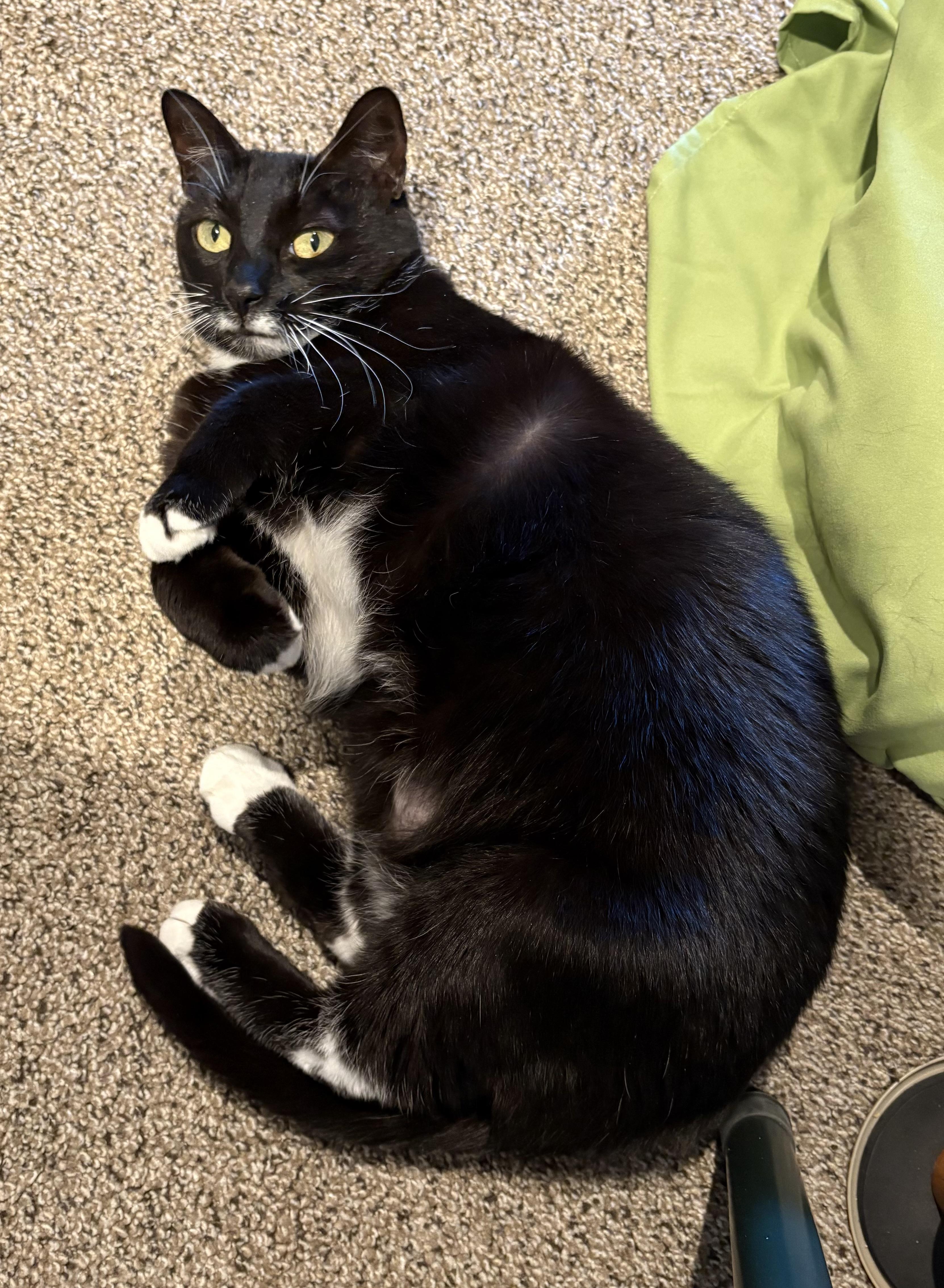 Enlarge Dancer, a ADOPTABLE Domestic Short Hair in Salisbury, MA image 2/6