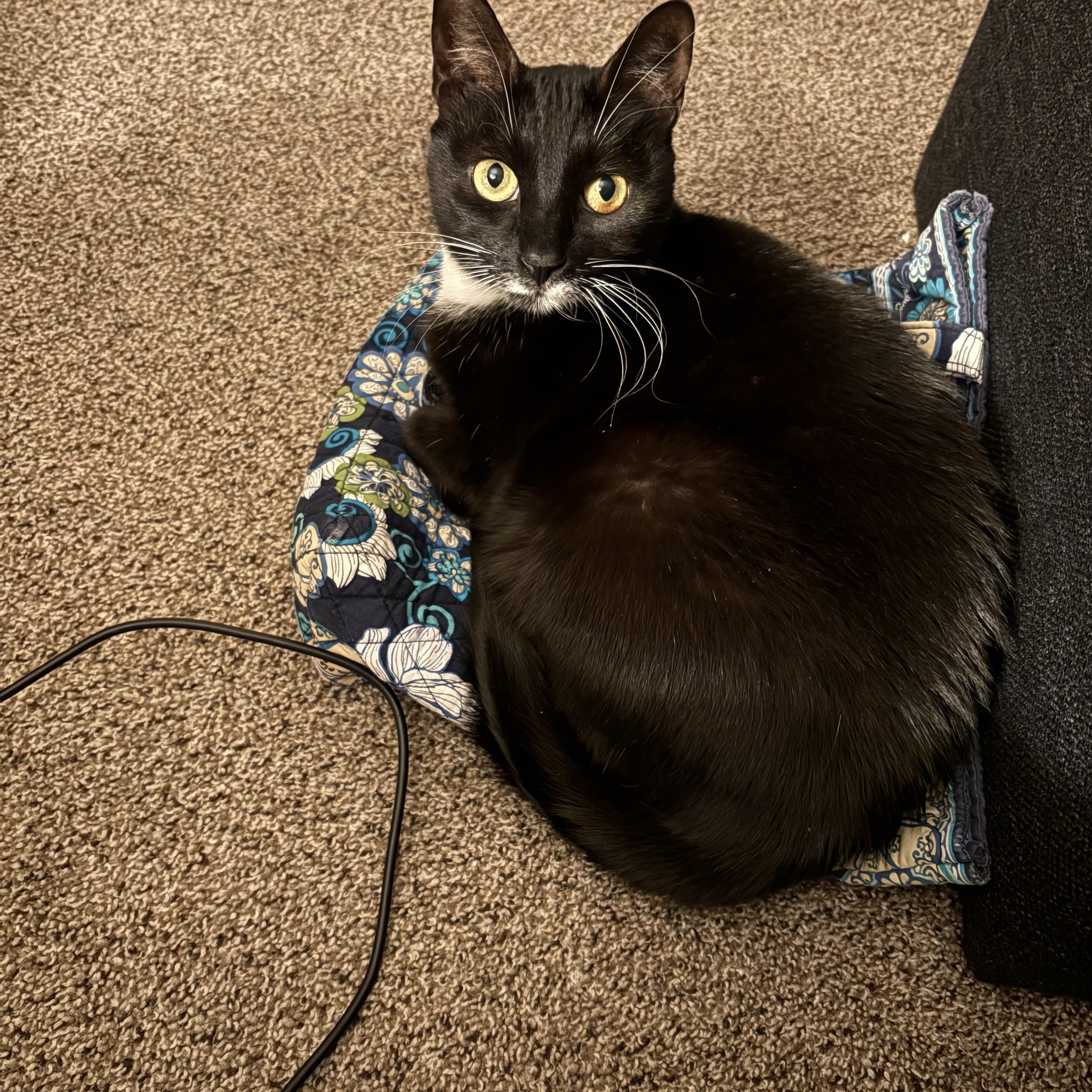 Enlarge Dancer, a ADOPTABLE Domestic Short Hair in Salisbury, MA image 5/6