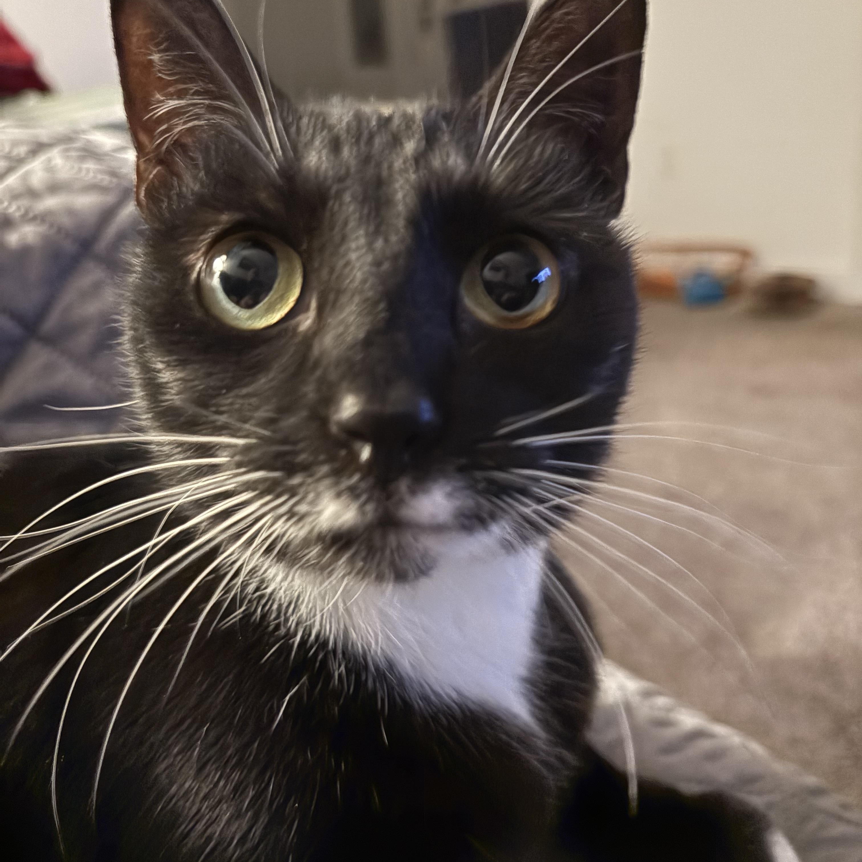 Enlarge Dancer, a ADOPTABLE Domestic Short Hair in Salisbury, MA image 1/6