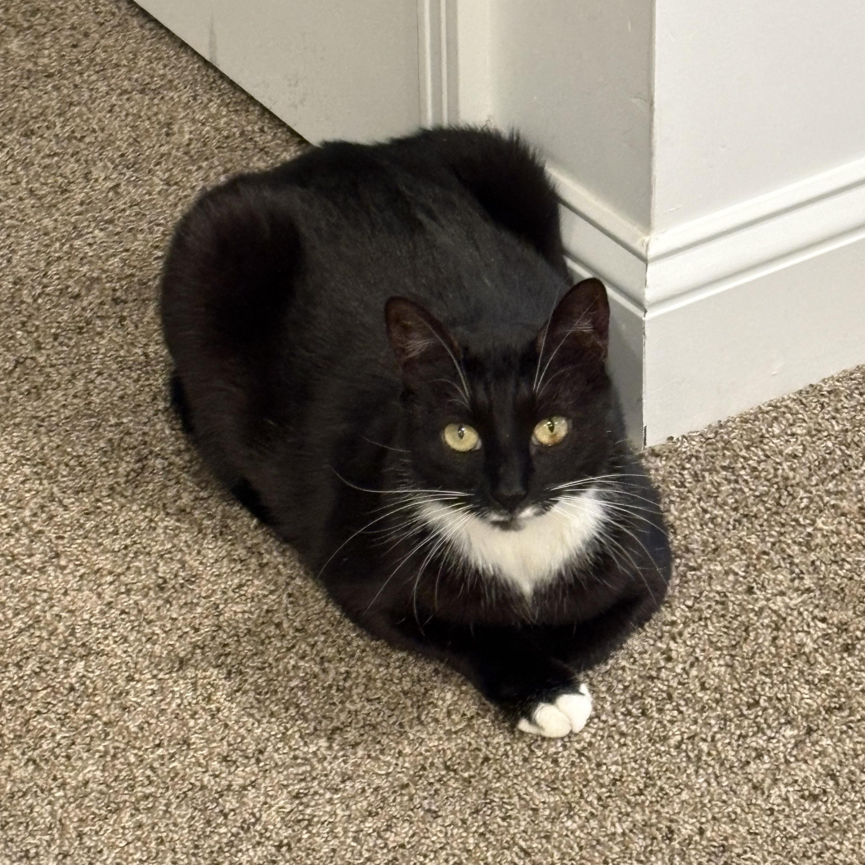 Enlarge Dancer, a ADOPTABLE Domestic Short Hair in Salisbury, MA image 4/6