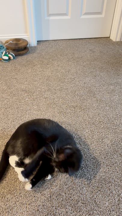 Enlarge Dancer, a ADOPTABLE Domestic Short Hair in Salisbury, MA video 6/6