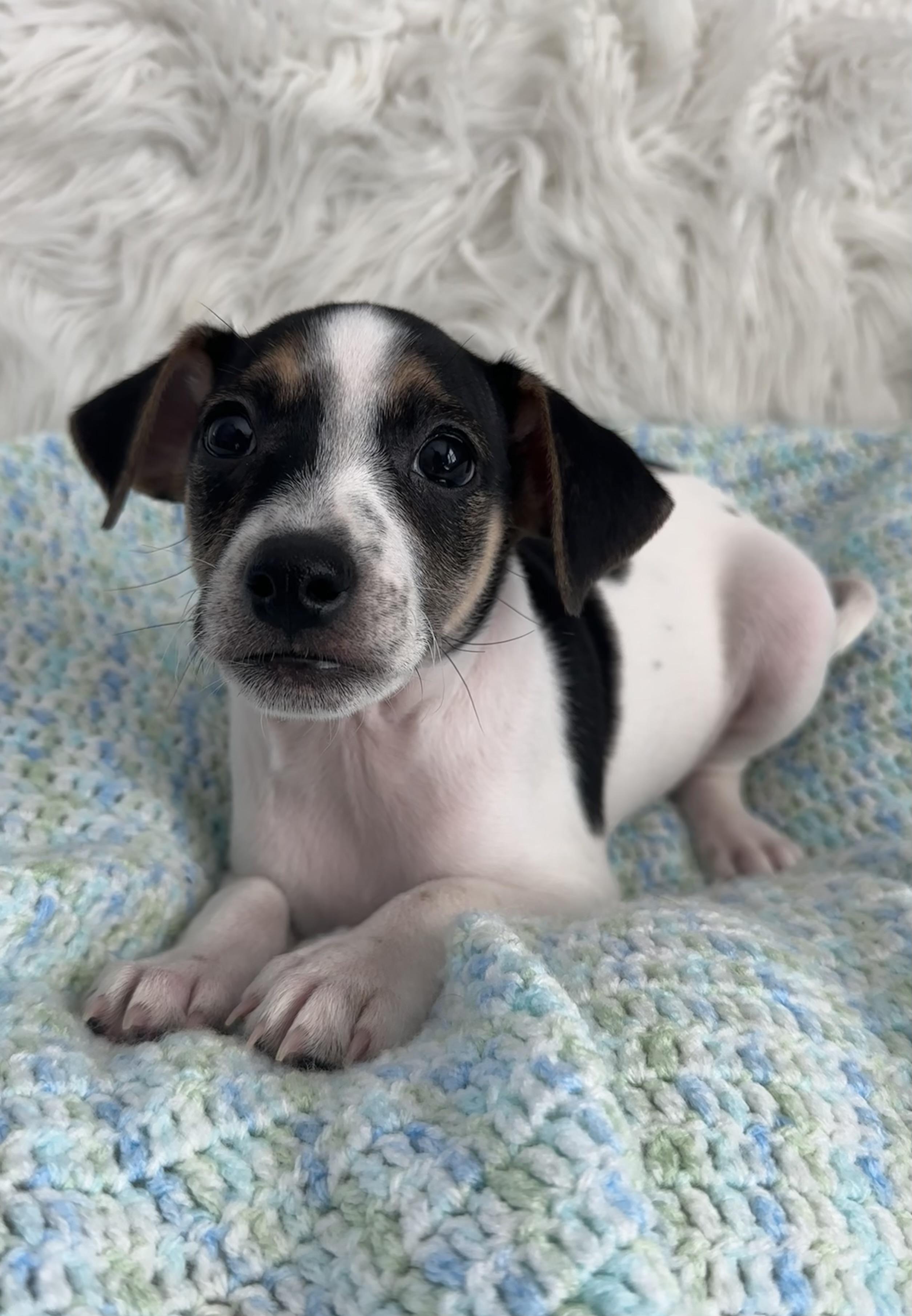 Fred Rat Terrier Dog