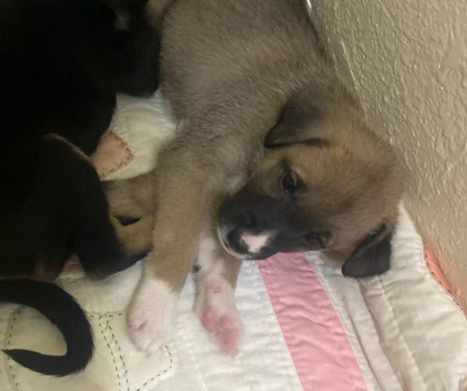 Truth, Adopted, Puppy Male German Shepherd Dog.