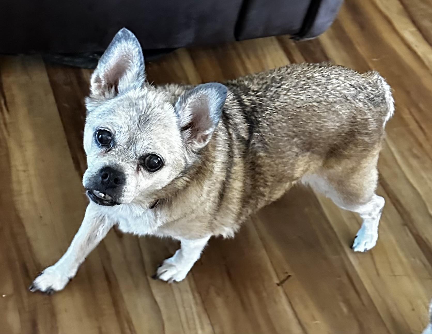 Girly, a Adoptable Chihuahua in Palm Harbor, FL image 3/3