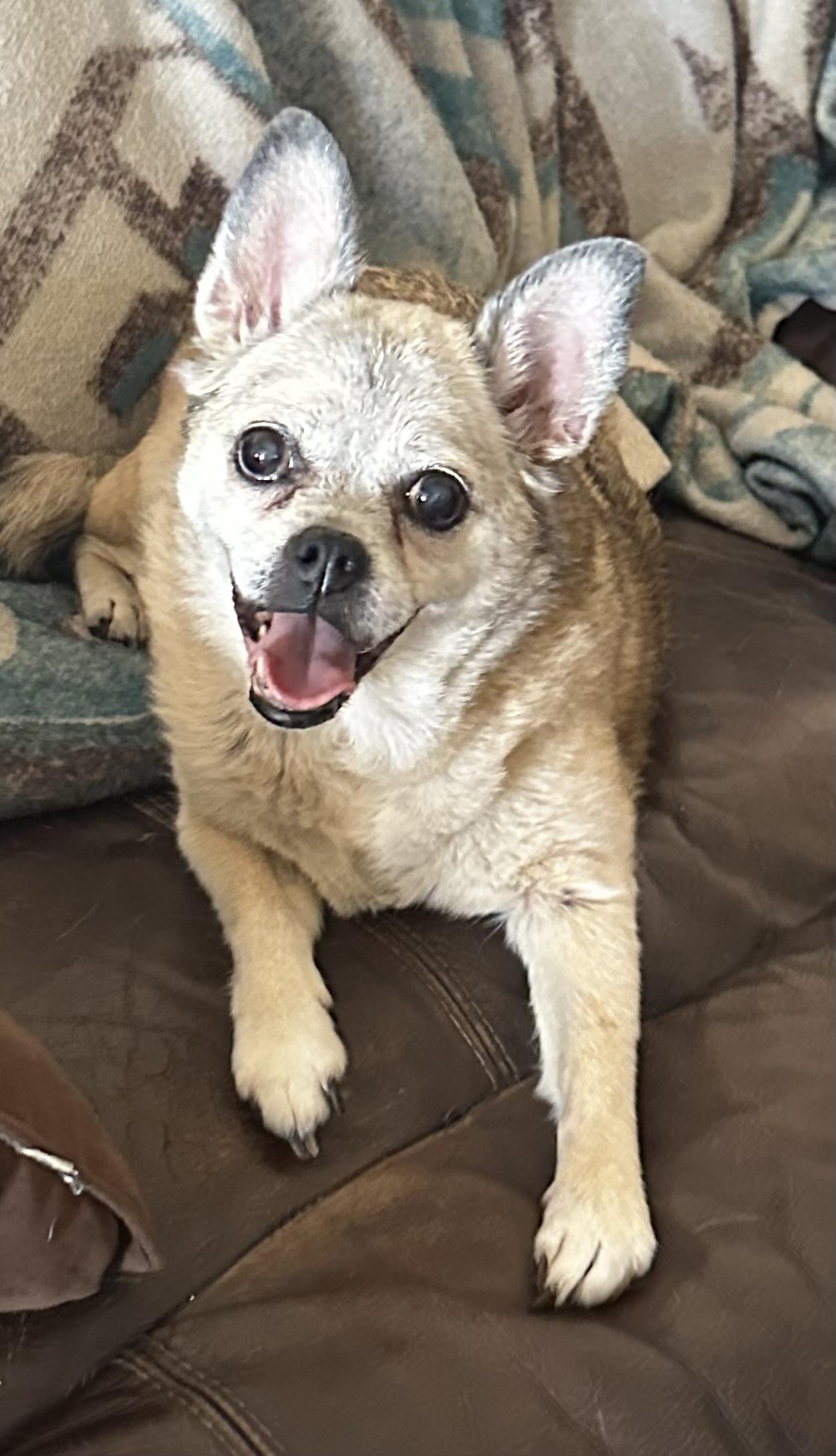 Girly, Adoptable, Senior Female Chihuahua.
