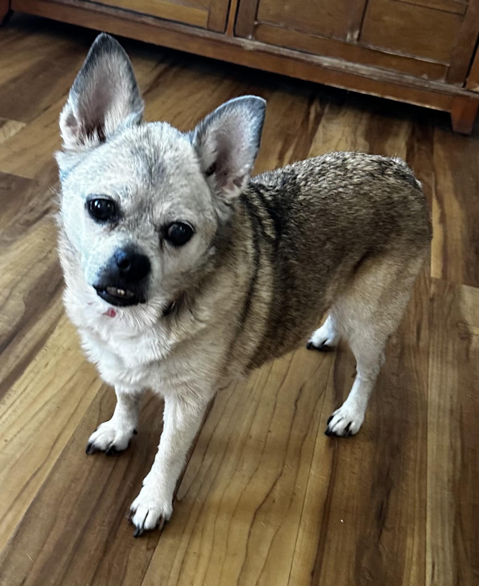 Girly, a Adoptable Chihuahua in Palm Harbor, FL image 2/3