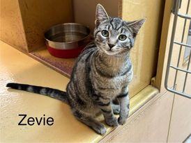Zevie