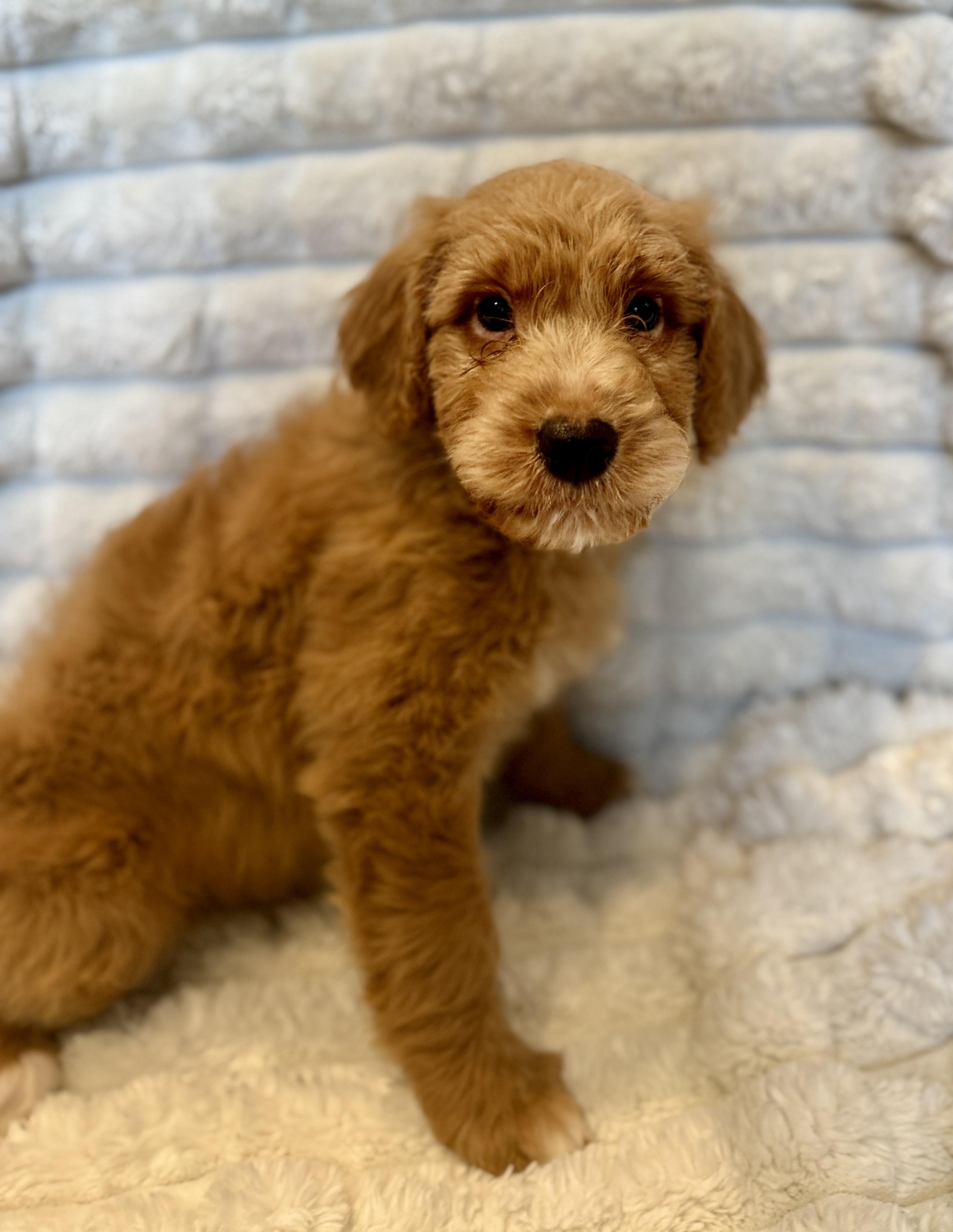 Dexter, an adopted mixed breed in Hales corners, WI image 2/3