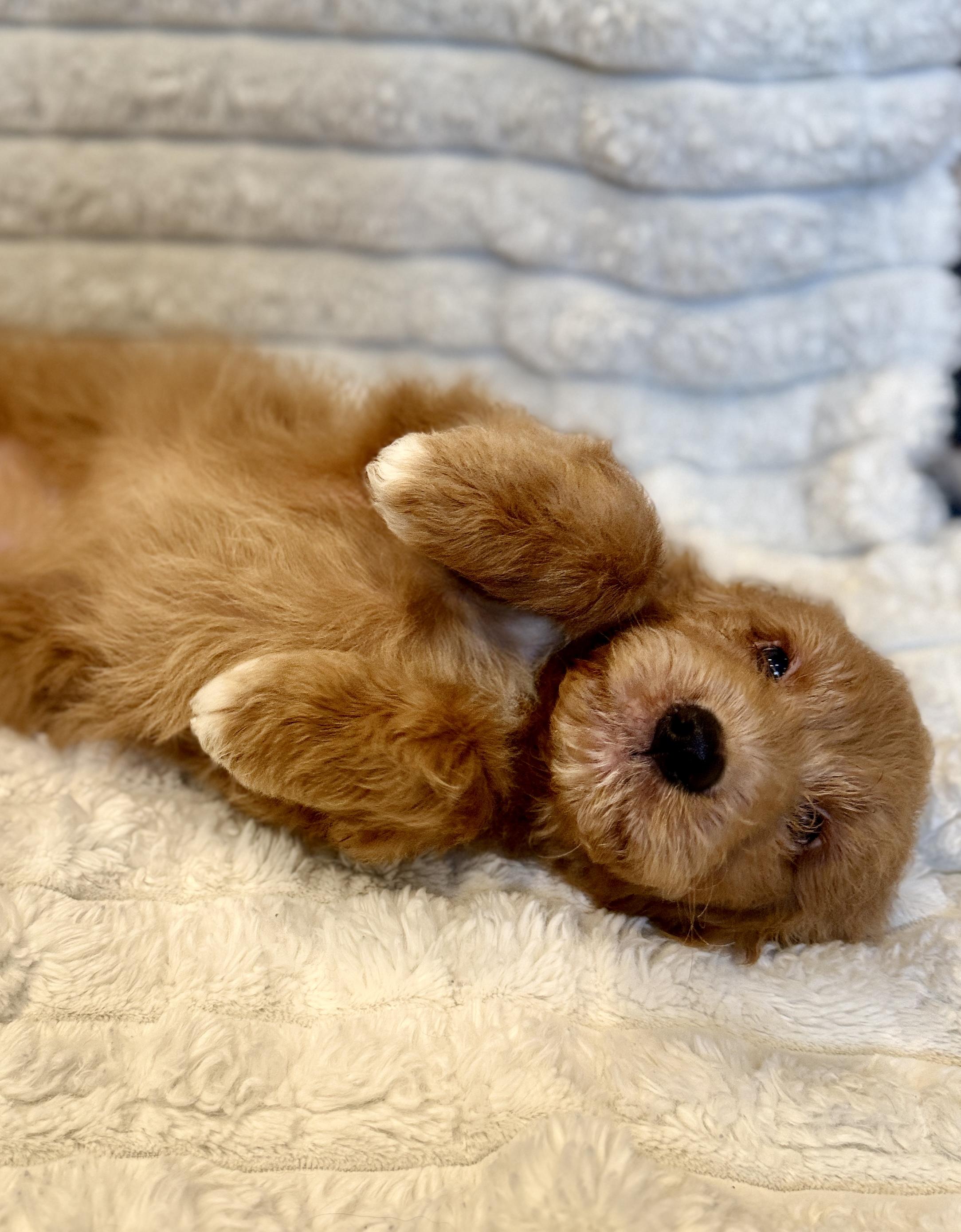 Dexter, an adopted mixed breed in Hales corners, WI image 3/3