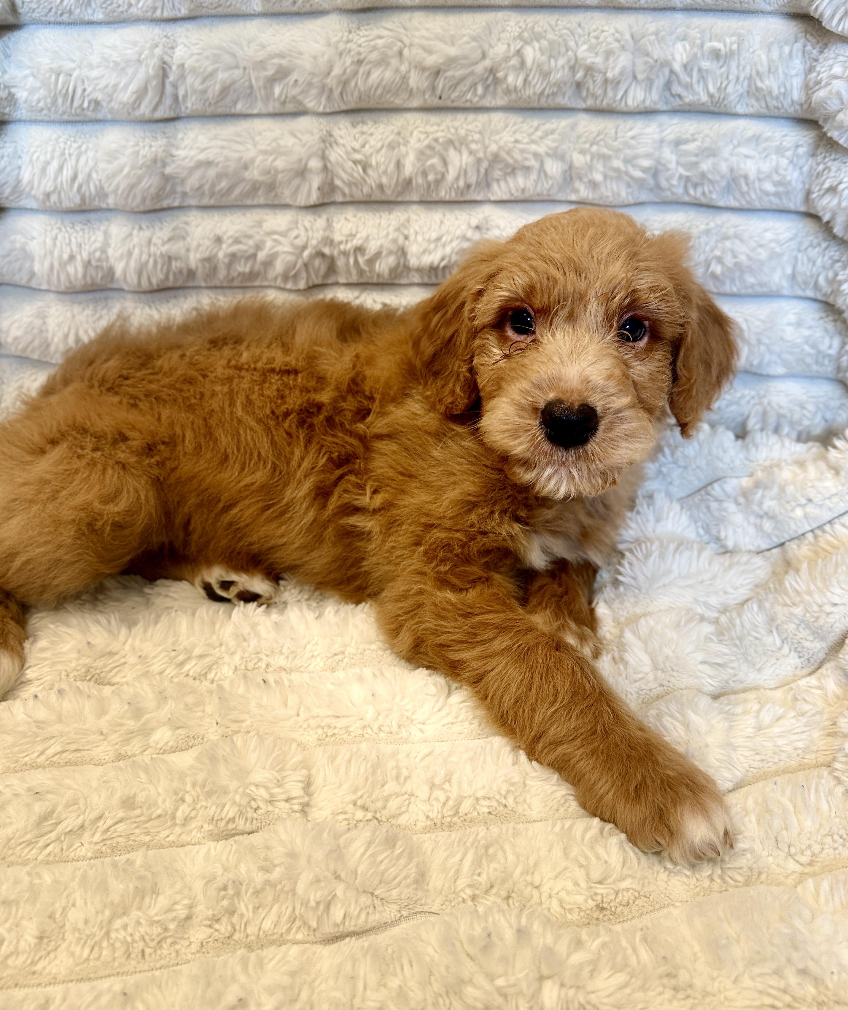 Dexter, adopted, Puppy Male Goldendoodle & Golden Retriever.