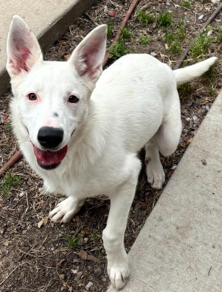 Enlarge Iris, a Adoptable Shepherd in Little Elm, TX image 2/2